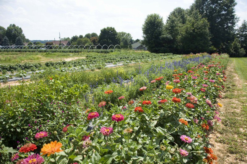 J-Mar Farms grows many different varieties of flowers including Lisianthums, Zinnias, and Sunflowers from the end of June through mid-September. 