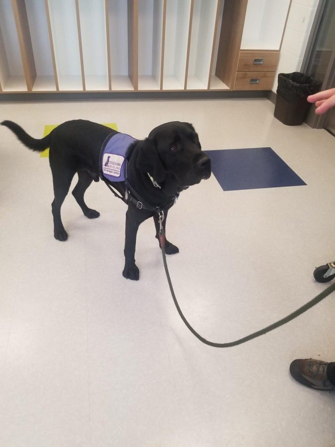 Lovell, a Labrador retriever stands in his ready position to be at service with his trainer Inky Byers.