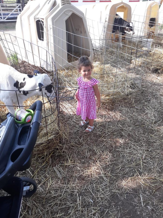 A little girl is enjoying her time visiting the baby cows at Perrydell.