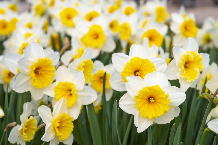 Daffodils are a springtime staple. They bloom at the beginning of spring and last six-ten weeks. Most people know spring is here when they see daffodils blooming.