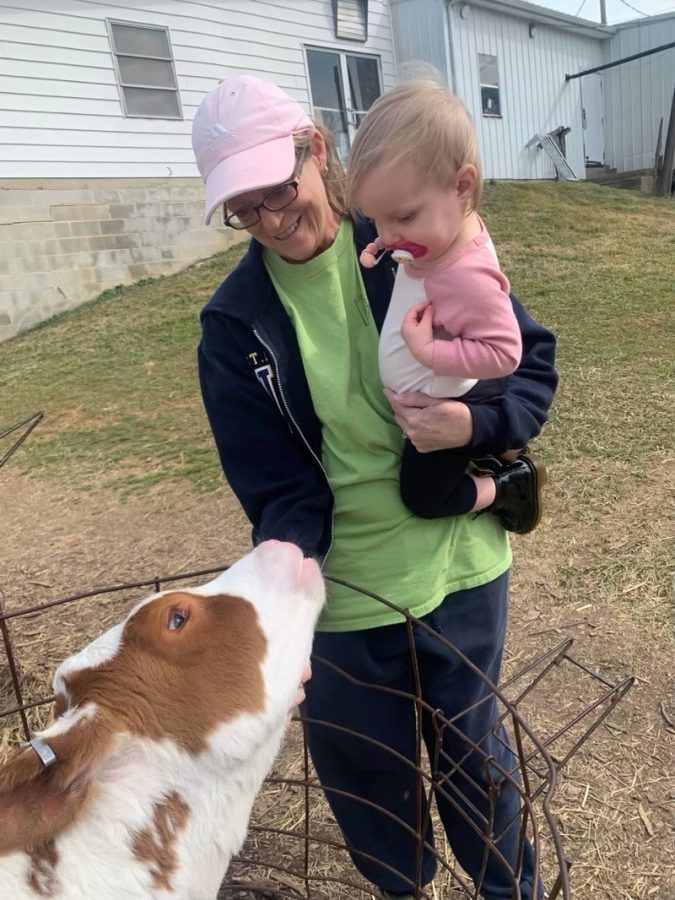 Social studies teacher Miss Wilson and her granddaughter Cambria visit the baby cows at Perrydell.