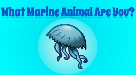 What Marine Animal Are You?