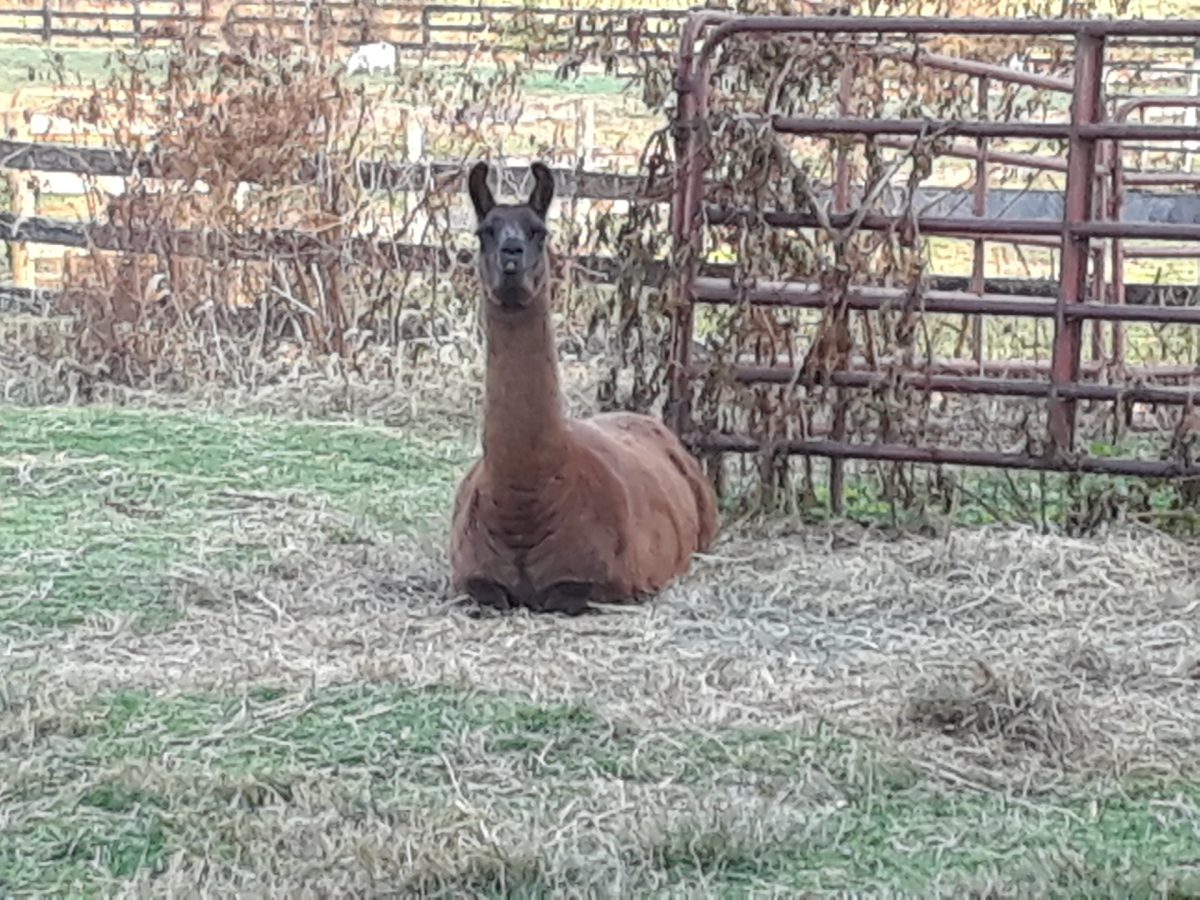 Boyds llama, who she rescued when she was a few months old from a farm in lancaster. 