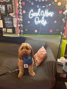 Therapy dog, Max, sitting on a couch eagerly waiting for students to come visit him. (Kerris Bouchillon)
