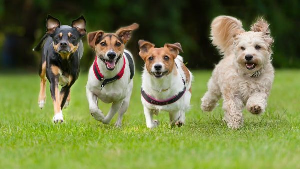 What Dog Breed Are You?