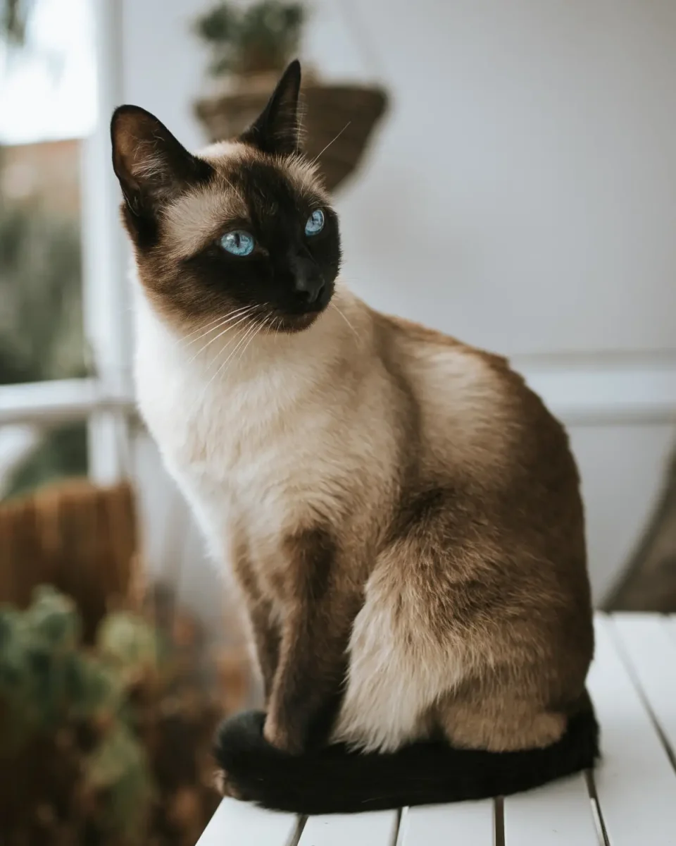 What Kind of Cat are You?