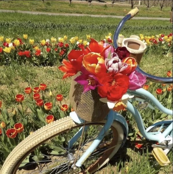 Senior Maggie Polek posed her tulips on the prop bike at Flinchbaugh's after gathering them at Tulip Fest.