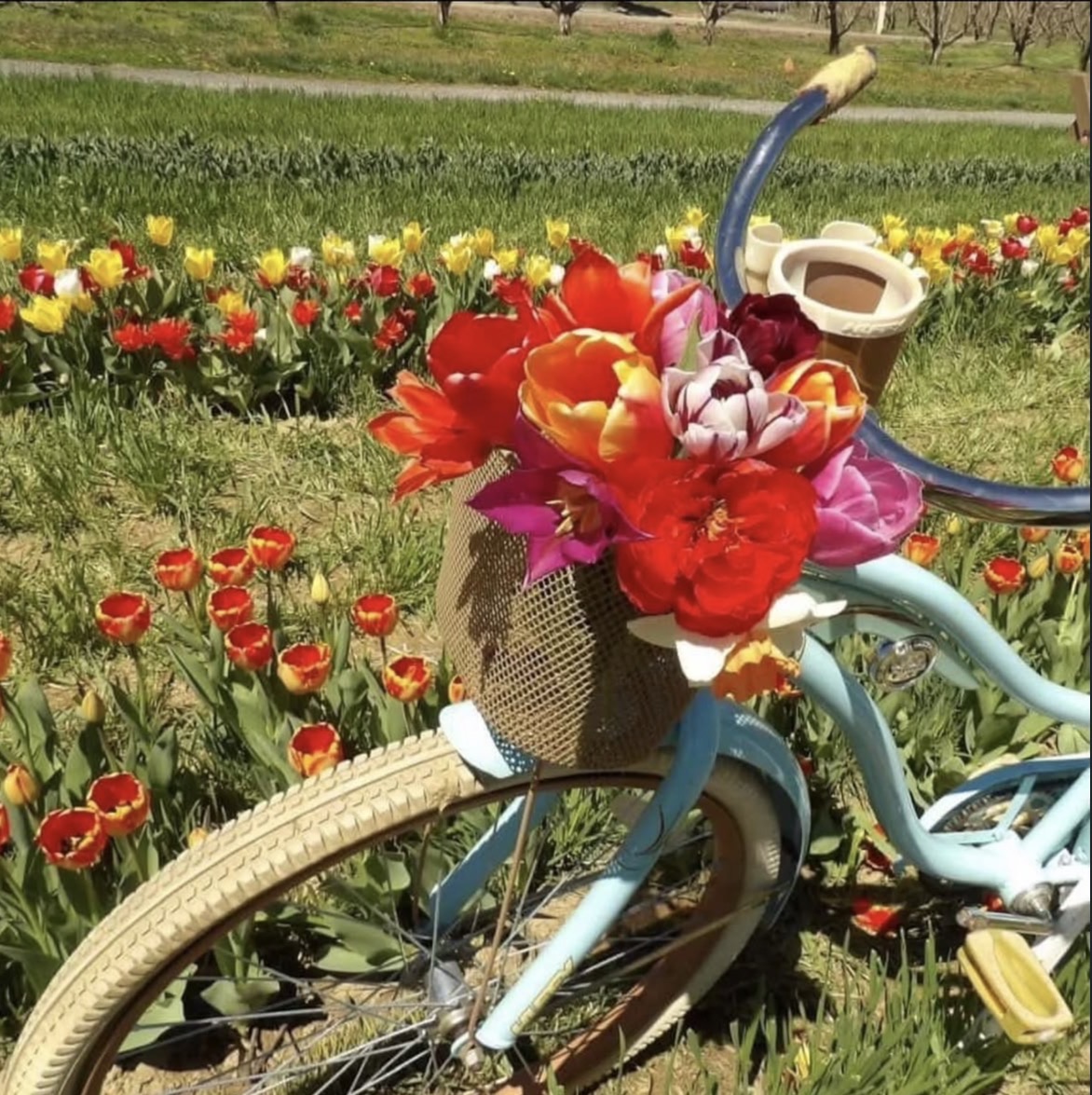Senior Maggie Polek posed her tulips on the prop bike at Flinchbaugh's after gathering them at Tulip Fest.