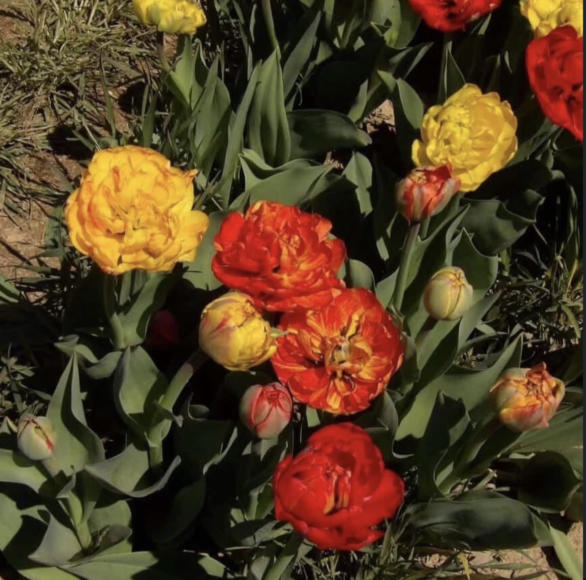 Senior Maggie Polek took this picture of the tulip field at Flinchbaugh's.